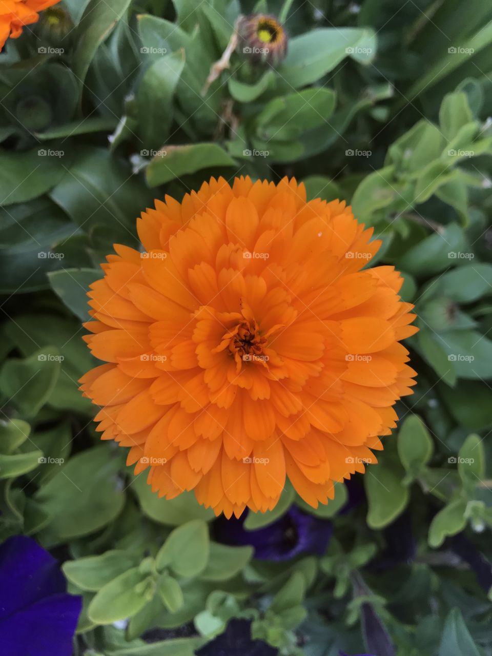 Blooming flower 