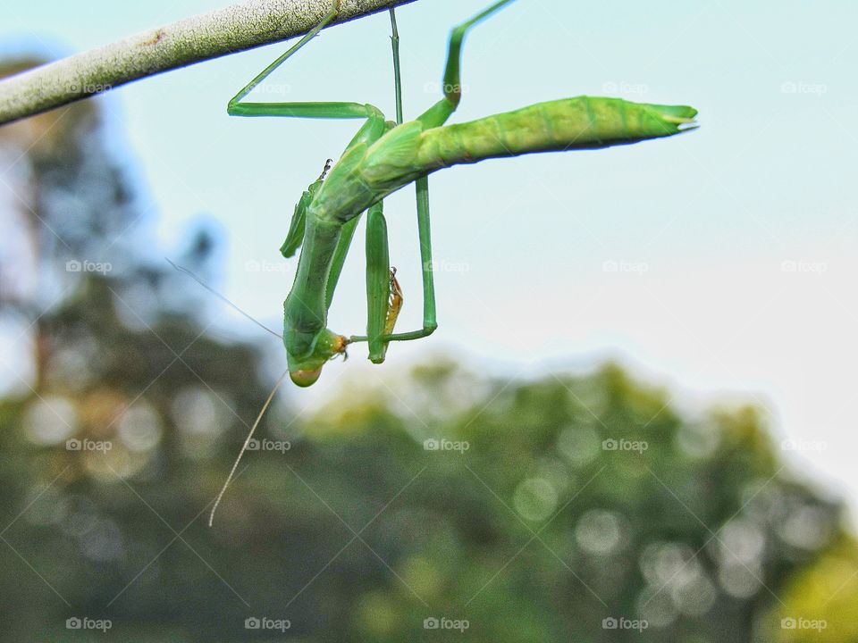 praying mantis on stem