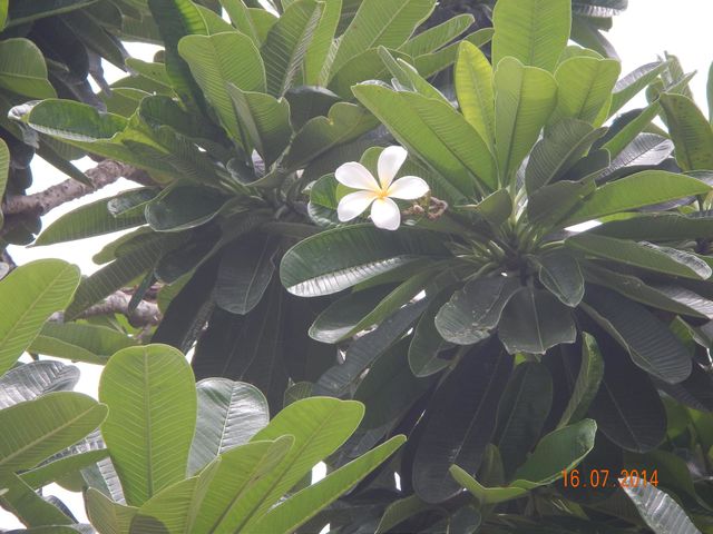 Beautiful flowers