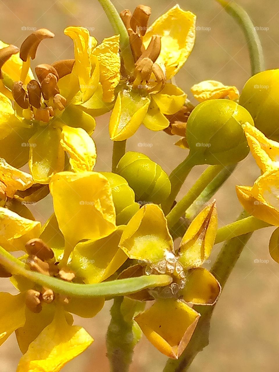 Yellow, yellow dirty fellow