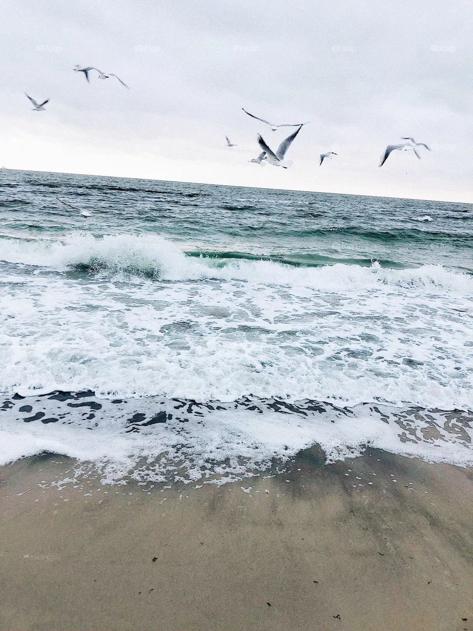 Seagulls 