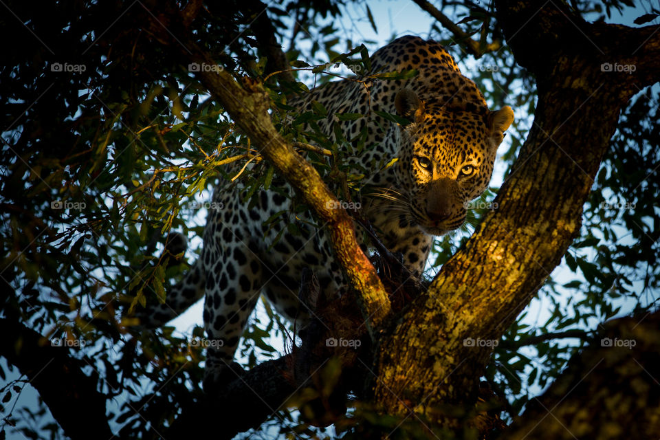 Leopard at sunrise in a tree with the sun only shining on his fierce eyes. Definitely a favorite 2019 image for me. Photo from Kruger National Park South Africa
