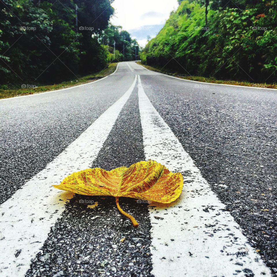 Leaf on road