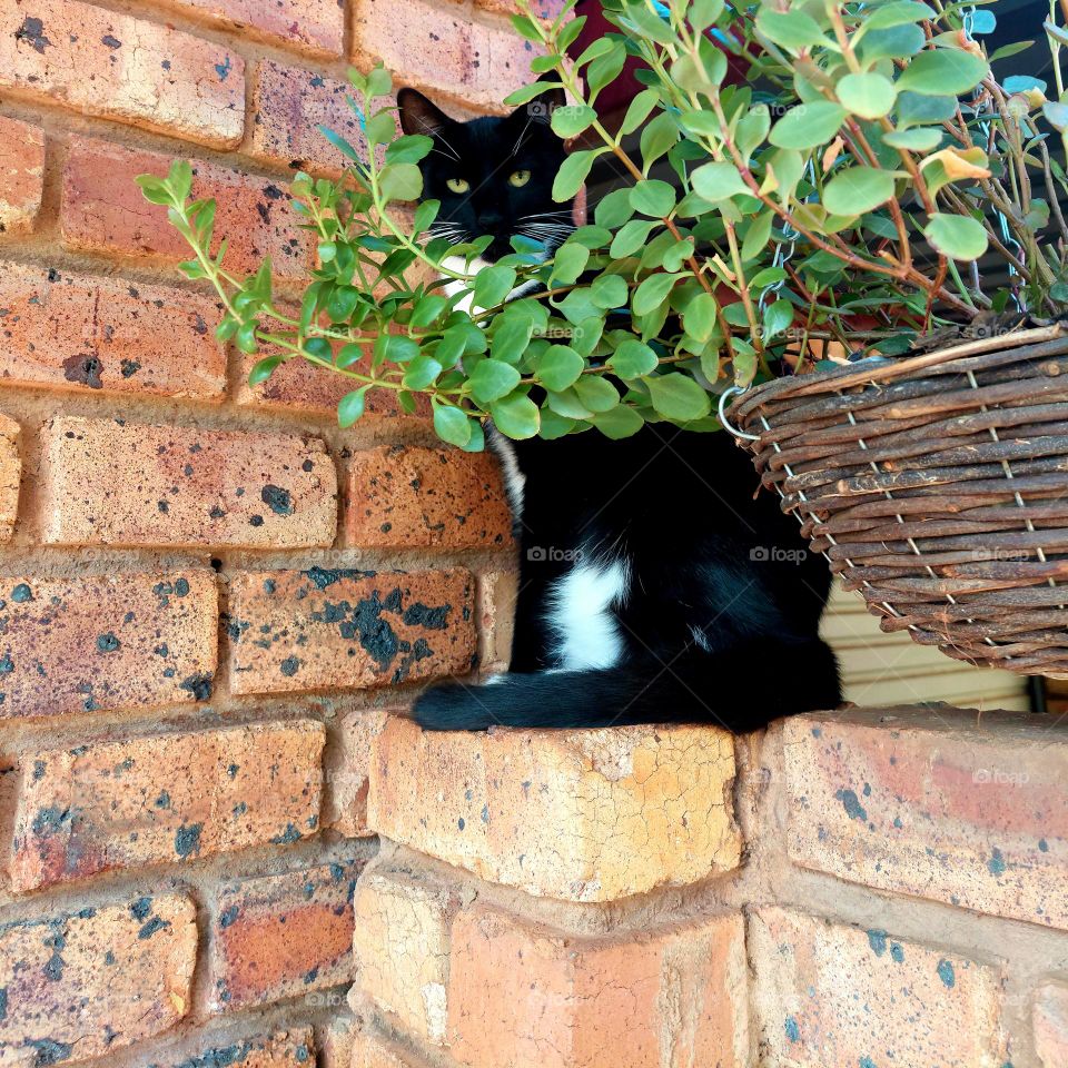 Cat thinks if he doesn't move you won't notice him behind the plant pot