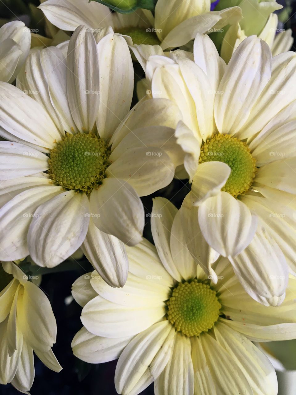 Big white Daisies 
