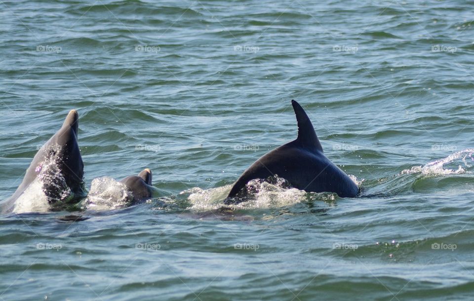 Dolphins feeding 