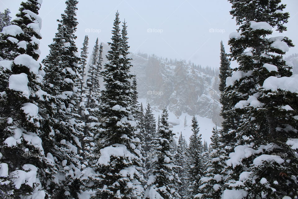 Trees on ski mountain