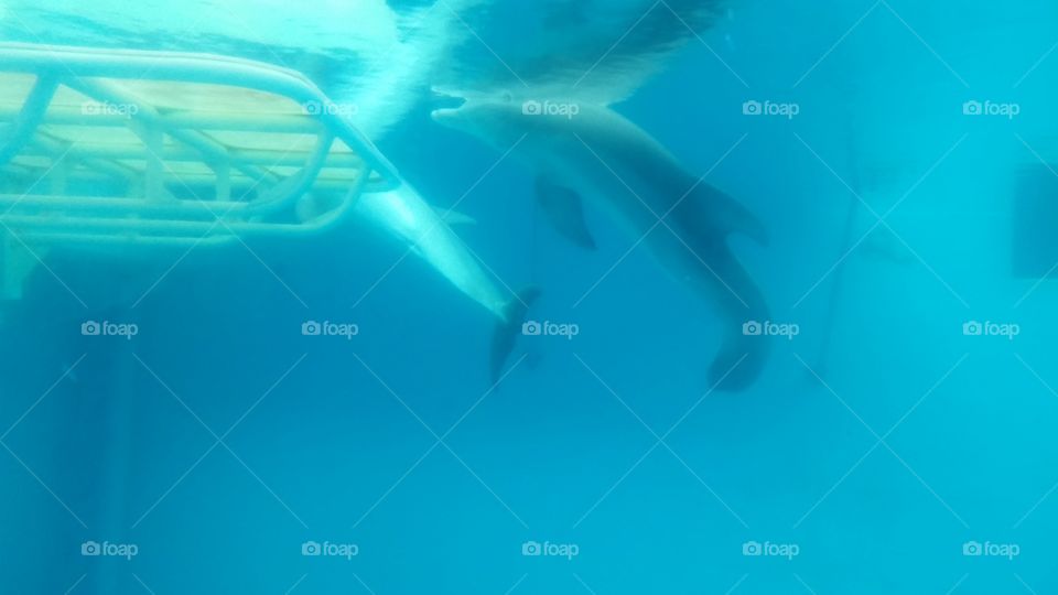 Dolphins -Hope and Winter