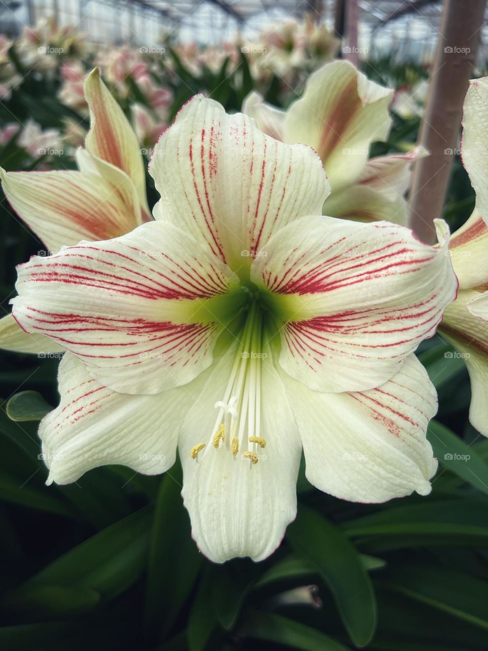 Amaryllis