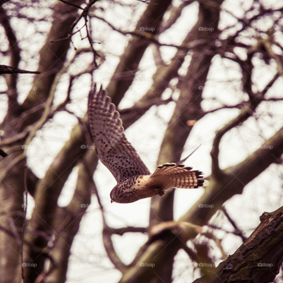 Raptor, Nature, Bird, No Person, Tree