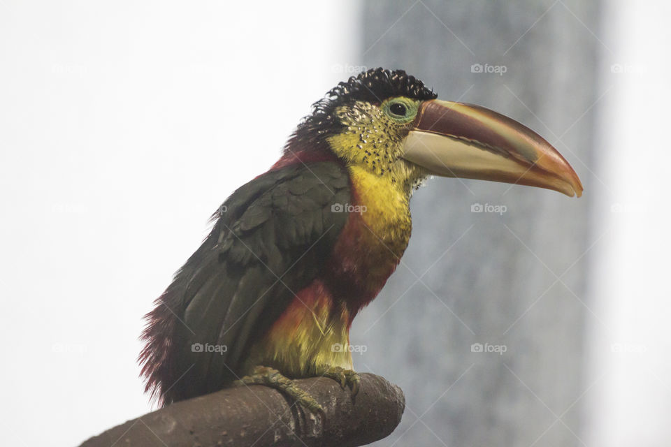 Portrait of a colorful  tropical bird, curl crested aracari toucan bird . 
Tropisk fågel, krushuvad aracan 