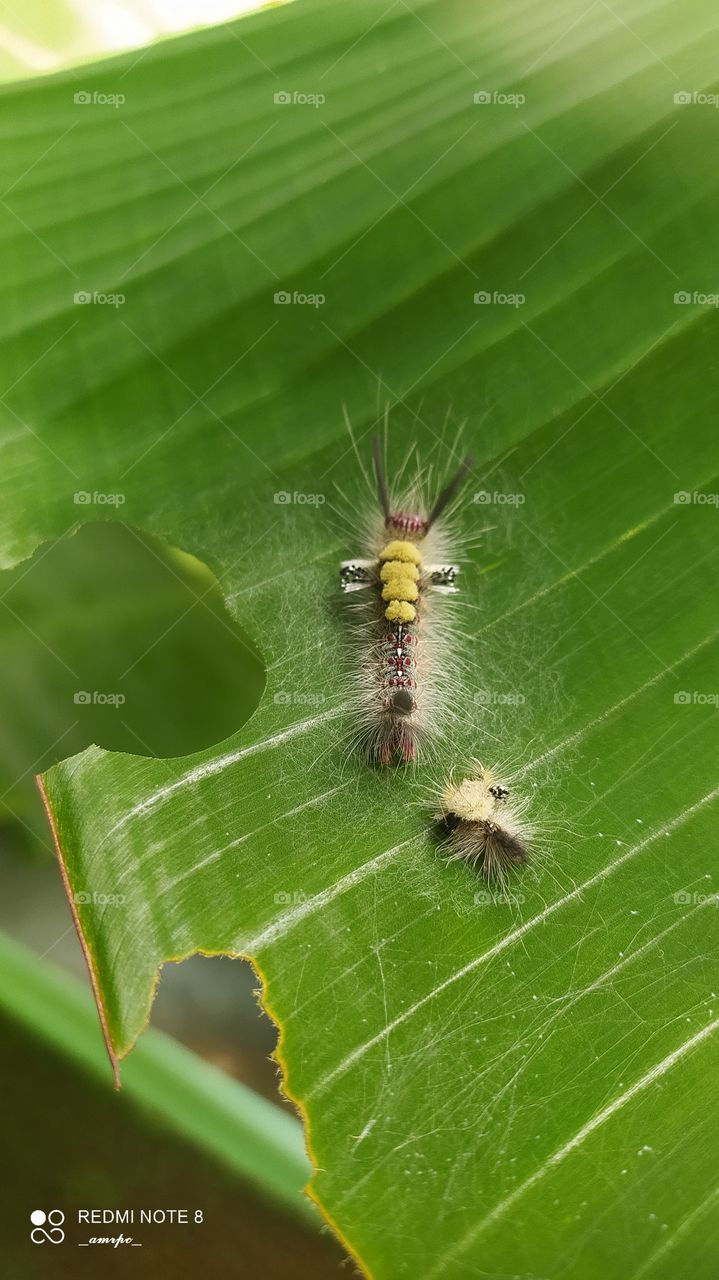 That's two White Tussok moth caterpillars with their stunning body with grey poisonous hairs all over their body with illuminating highlights on their body studded with red spots to enhance and contrast the grey hairs.