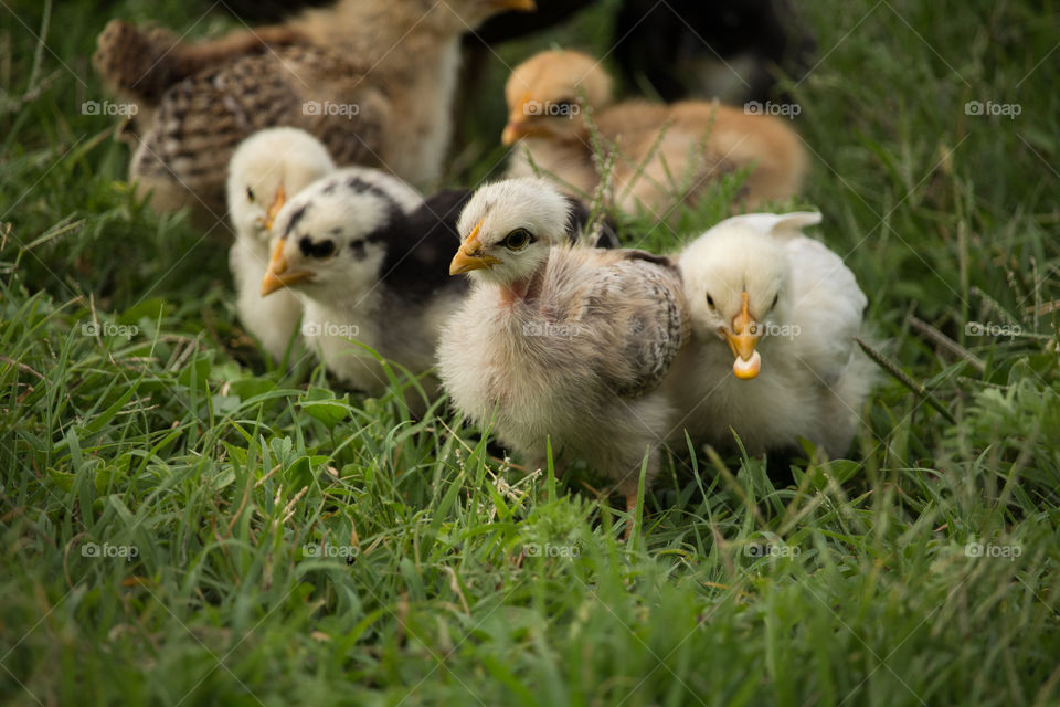 chicks eating corn a grain