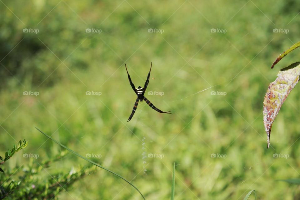 spider