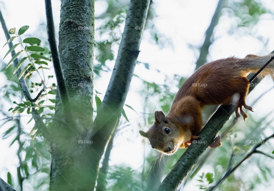 A squirrel on a tree 