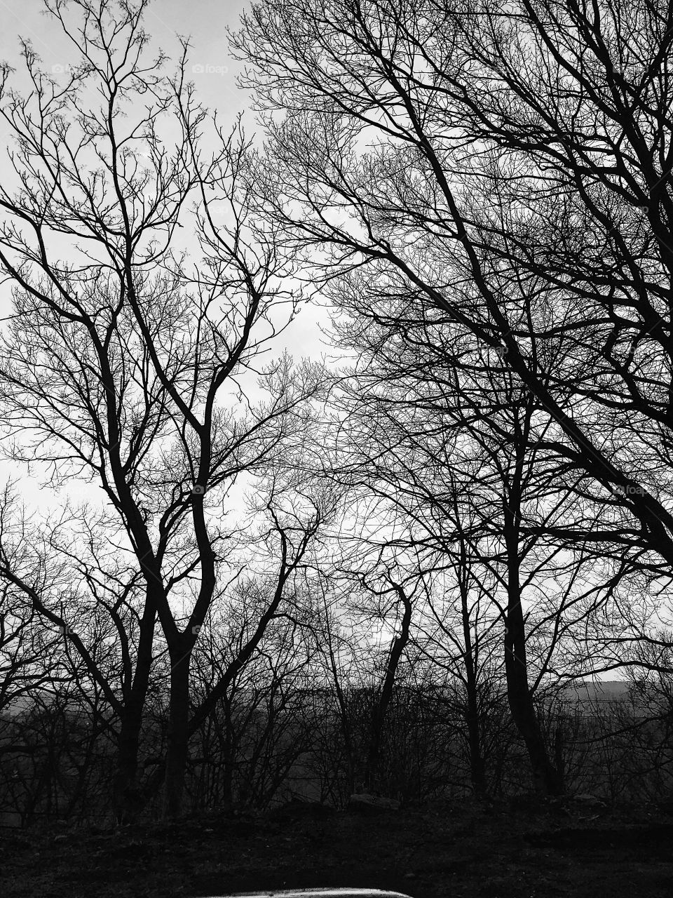 Monochrome Branches