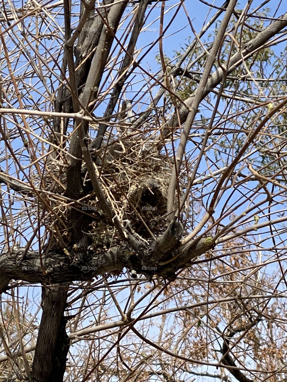 Bird nest