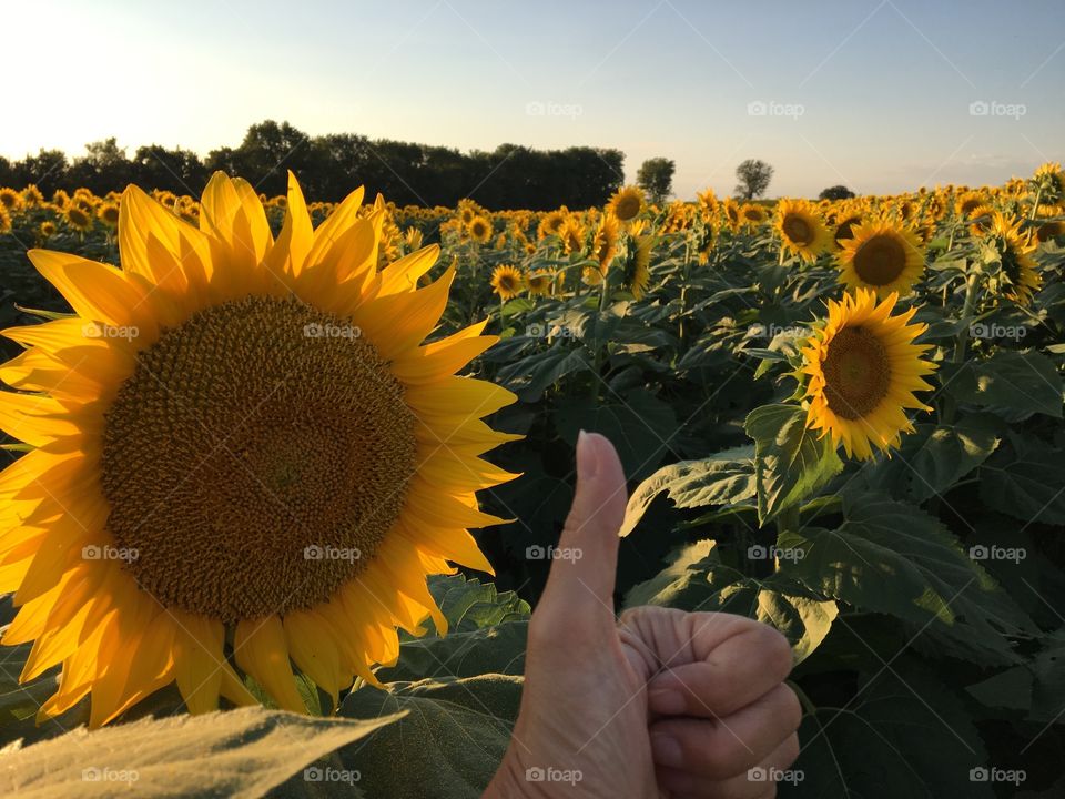 Thumbs Up for sunflowers 