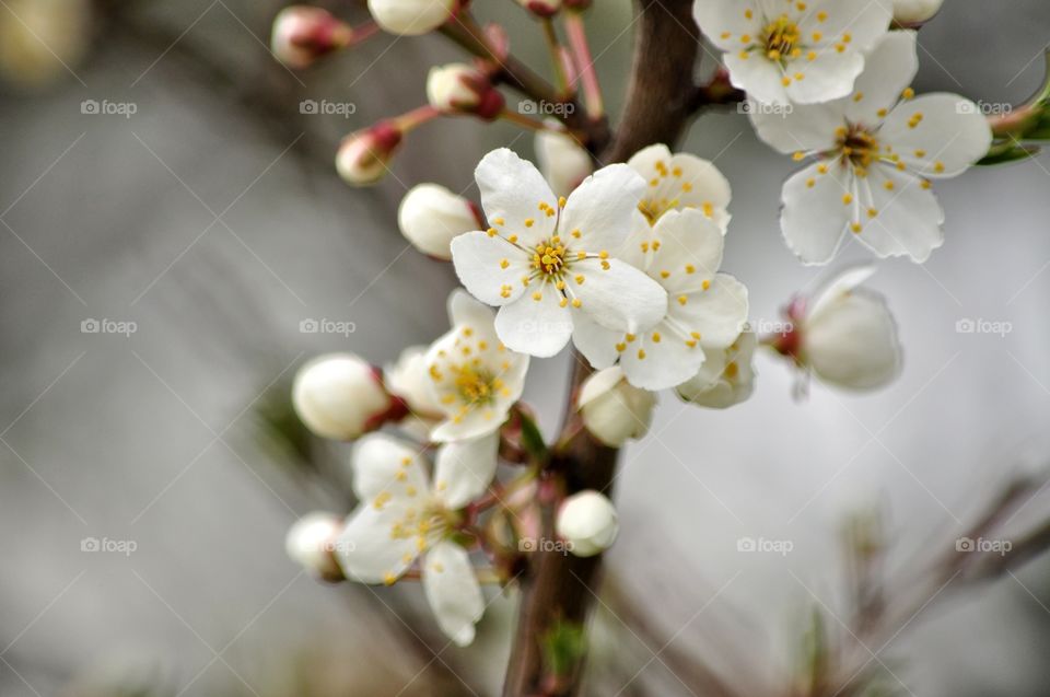 Flower, Cherry, Apple, No Person, Nature