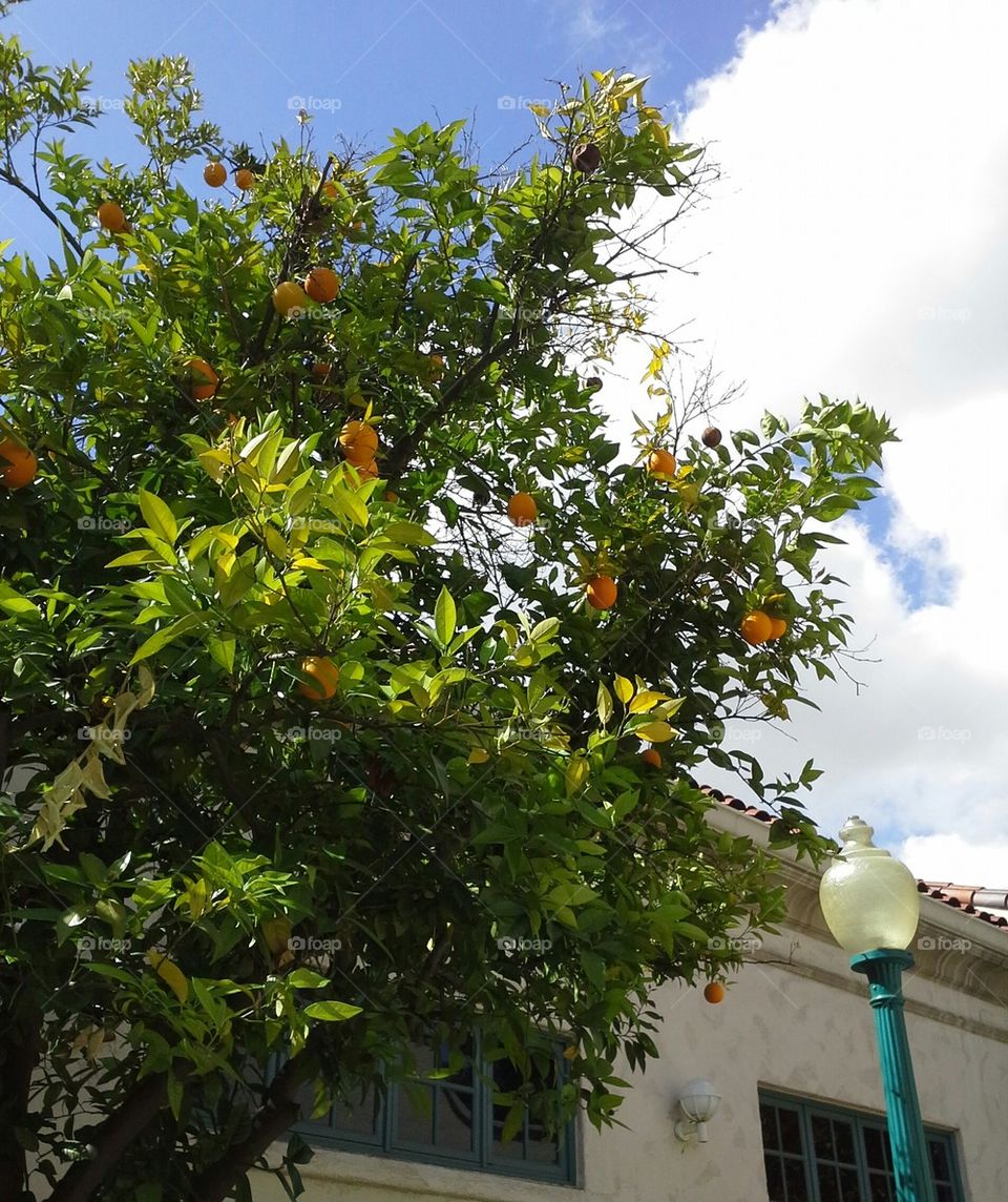 Orange Tree