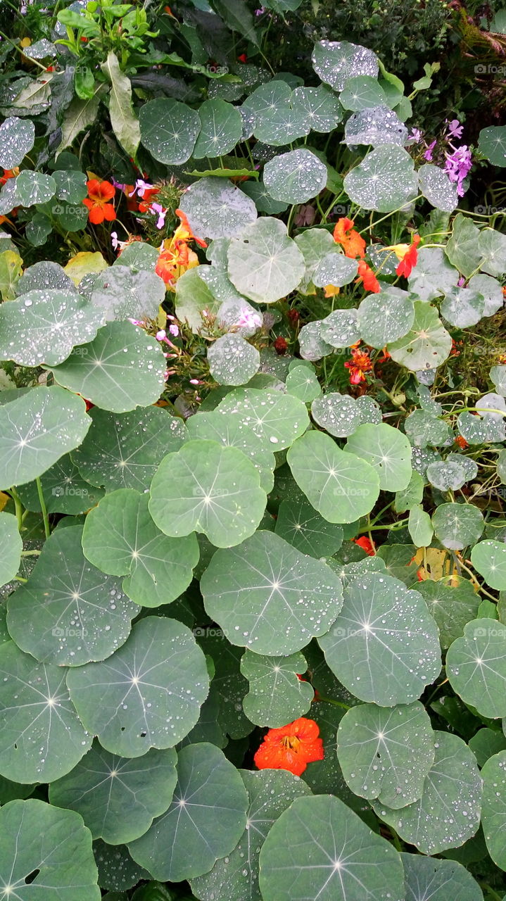 флора.природа.цветы.