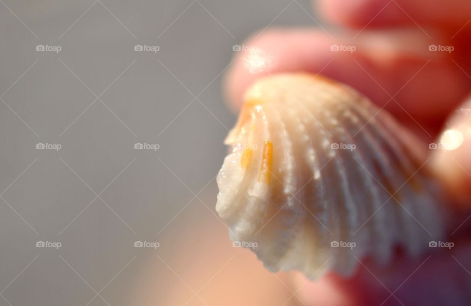 Macro Shell 