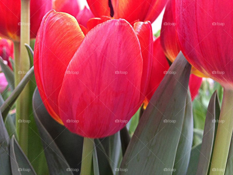 Beautiful red Easter tulips.