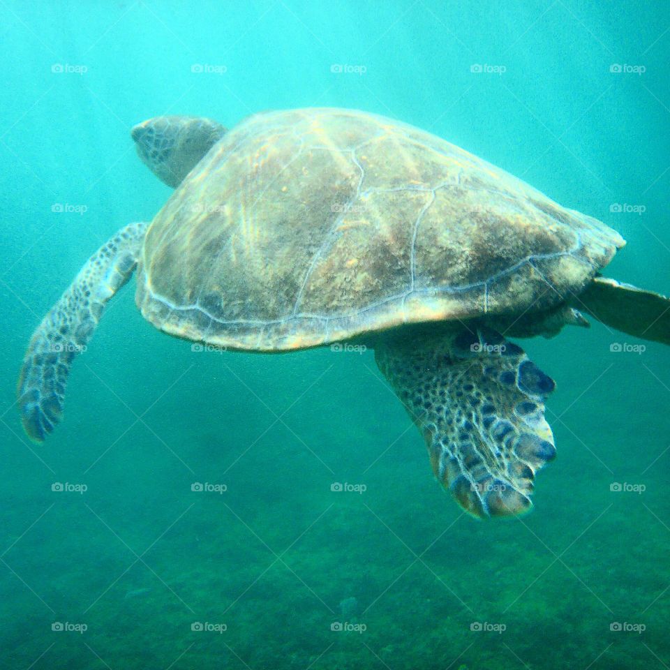 Turtle in Noronha