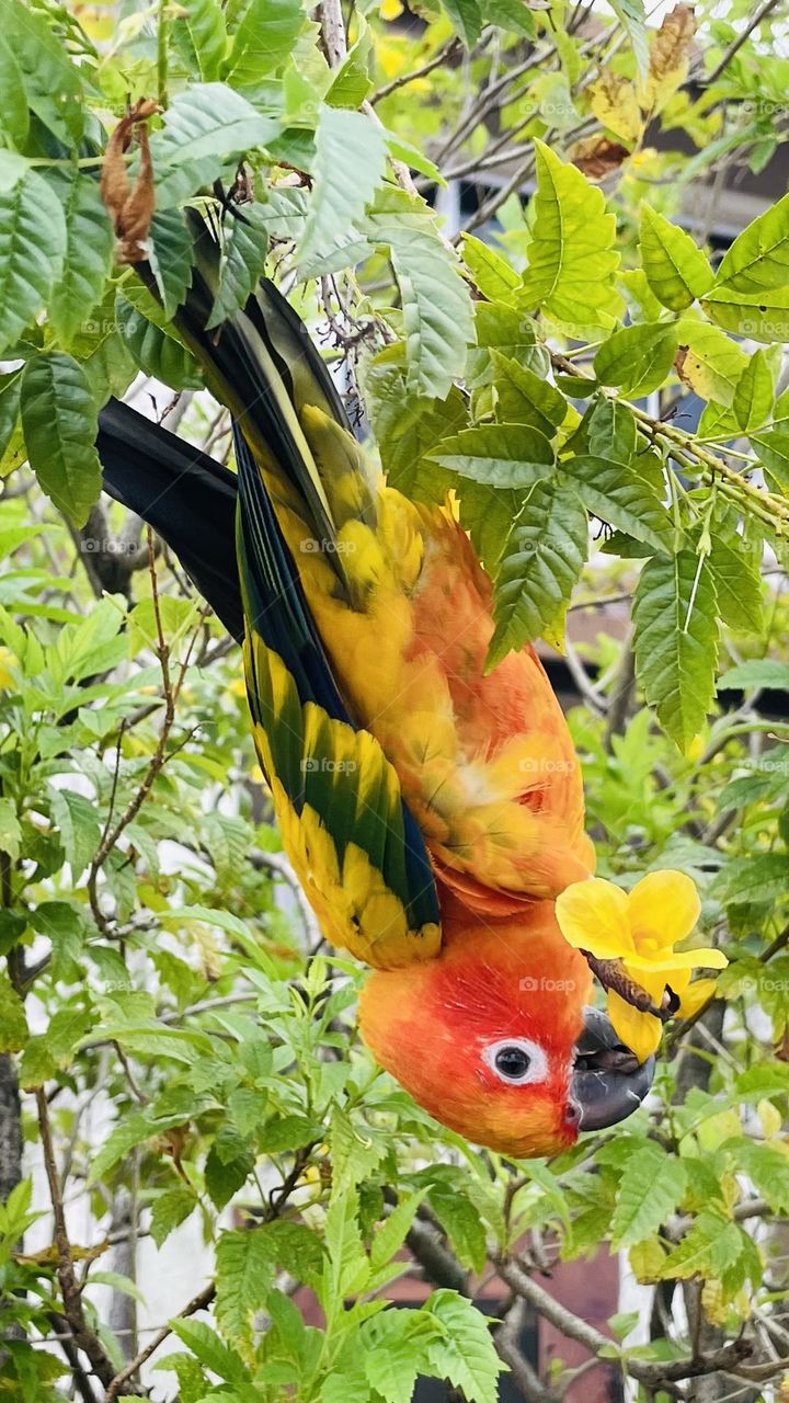 Birds and bees beauty