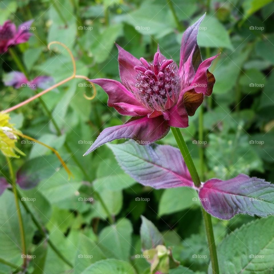 Bee Balm