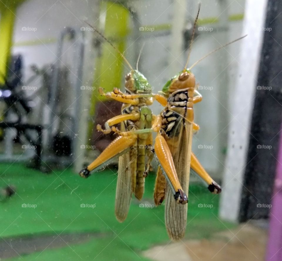 the grasshopper front of mirror