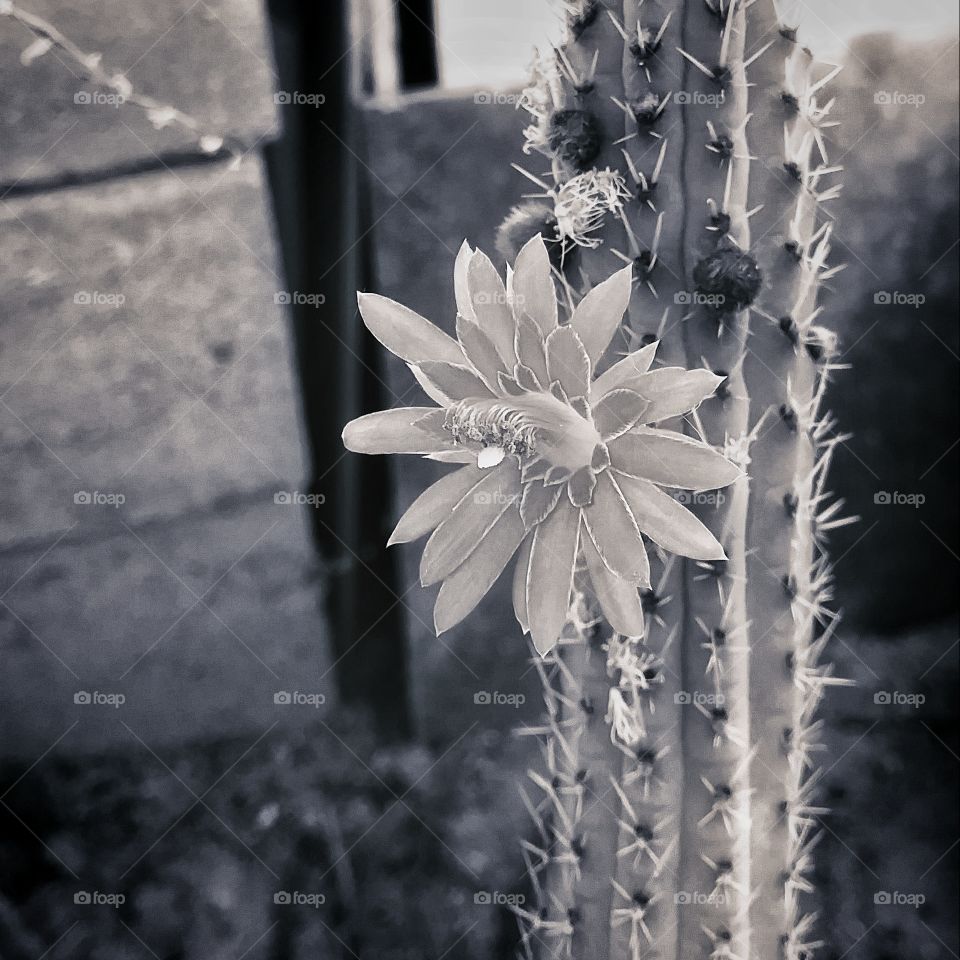Cactus flower black and white photo taken in Tucson AZ