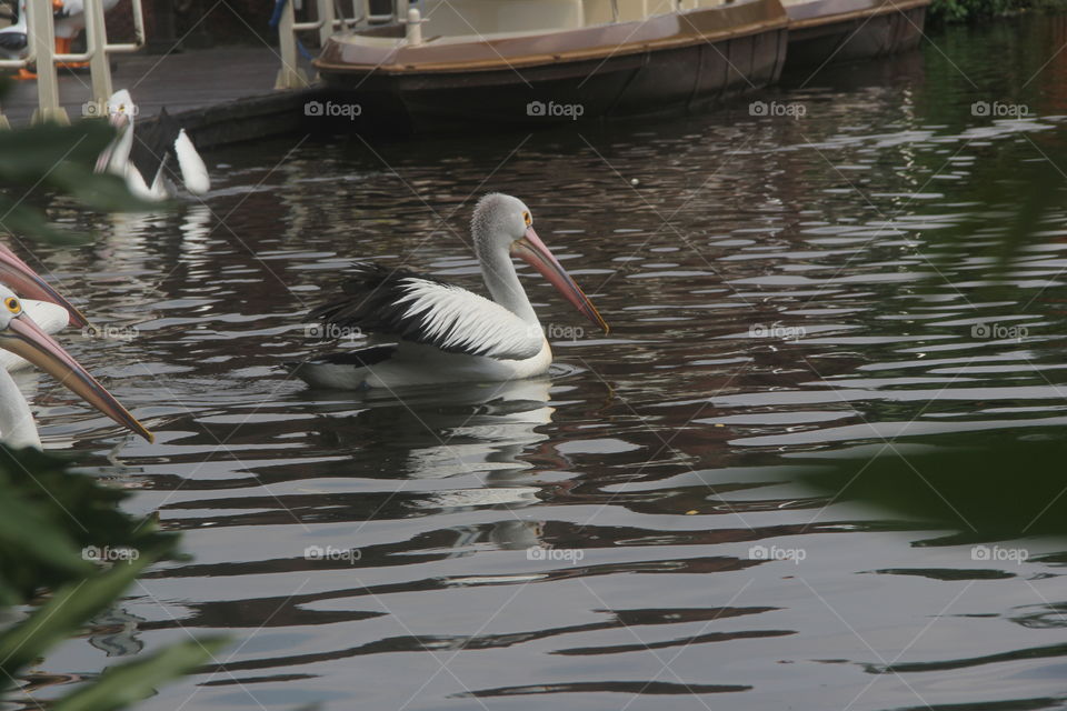 white bird in the morning