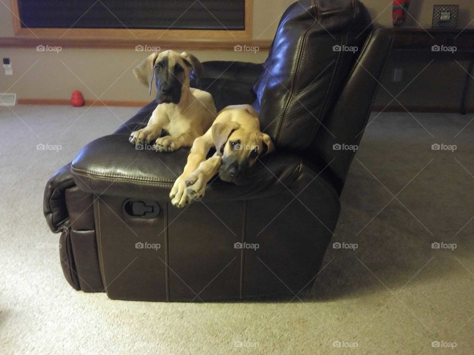 lazy Great Dane Puppies