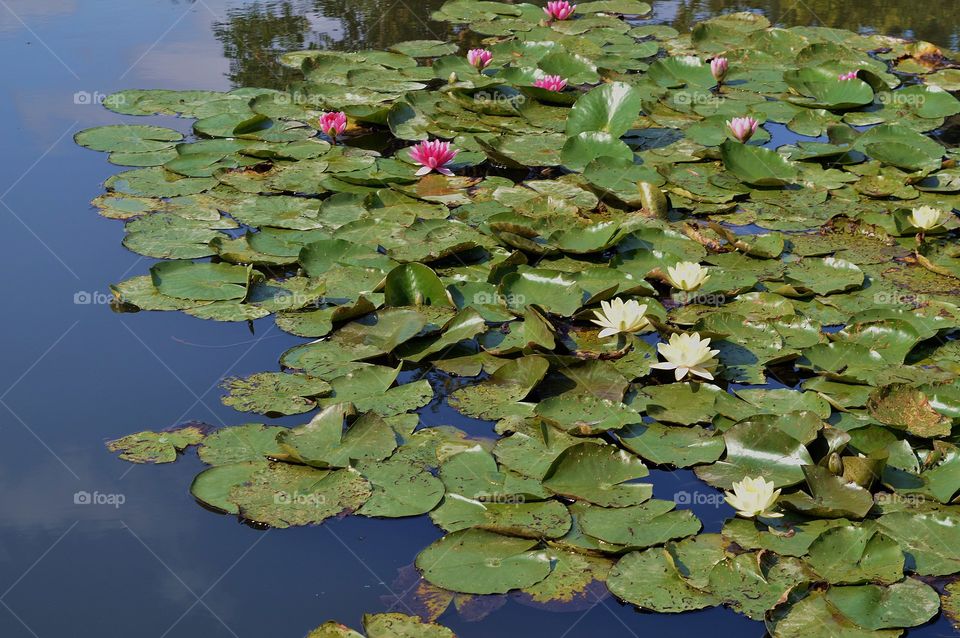 Donde posan las ranas 