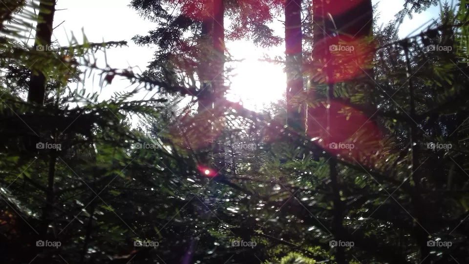 Forest