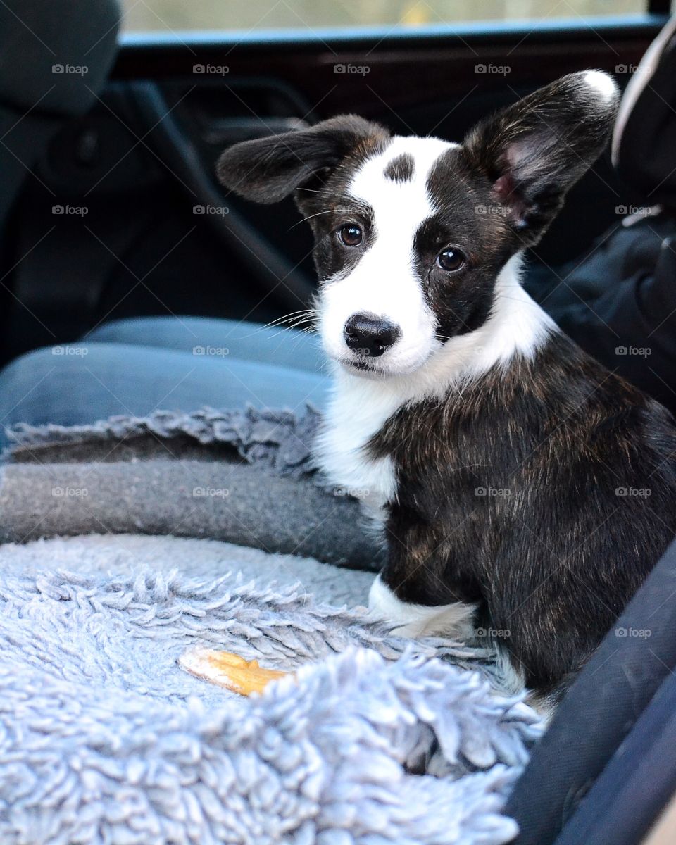 Cute puppy sitting in the car