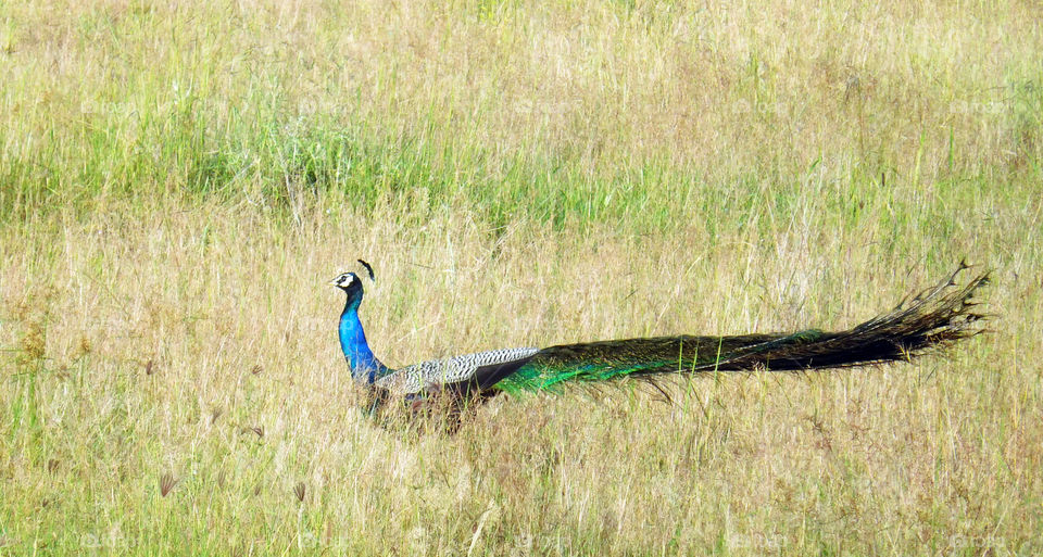 Colourful peacock