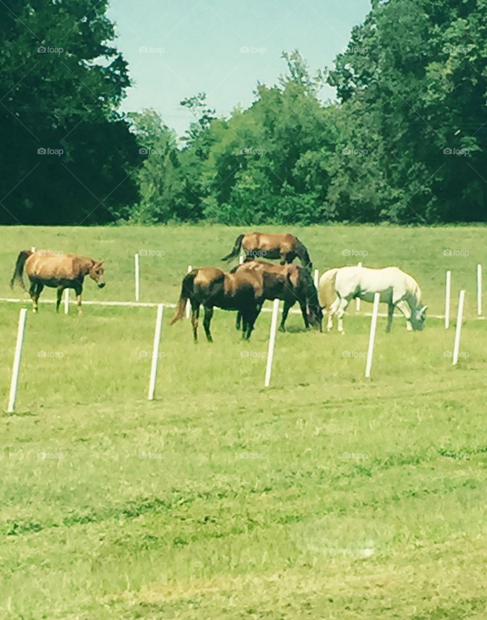Brown and white horses in the field in the country. 