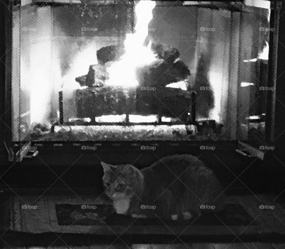 Cat warming by fire 