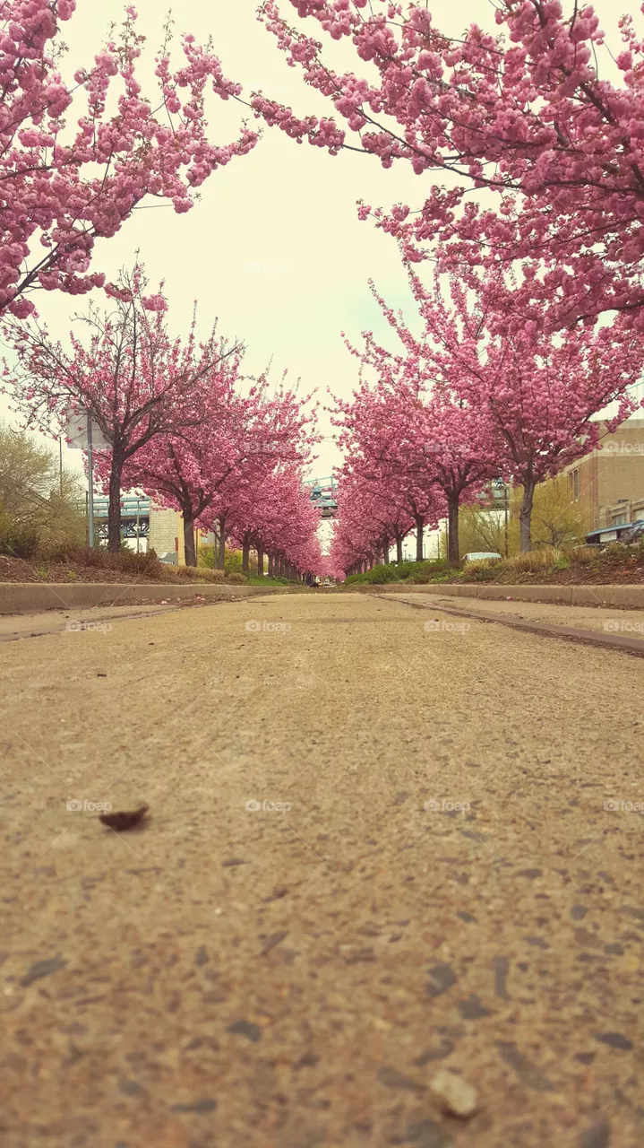 Path