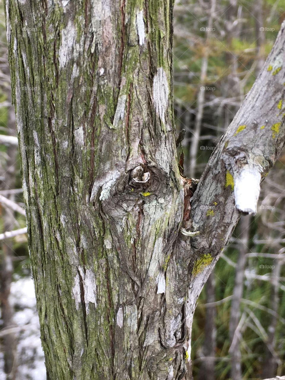 Tree with Moss along our Grassy Waters hike