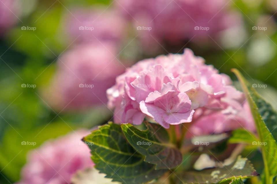 Gentle pink hydrangea