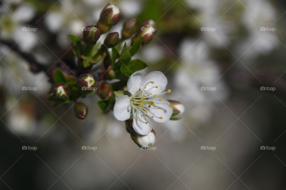 one cherry blossom with many buds