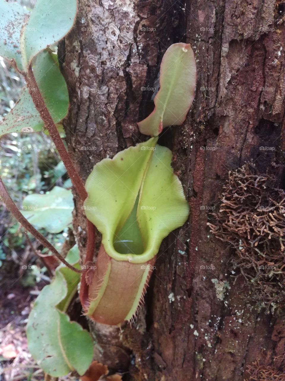 pitcher plant - Nepenthes veitchii