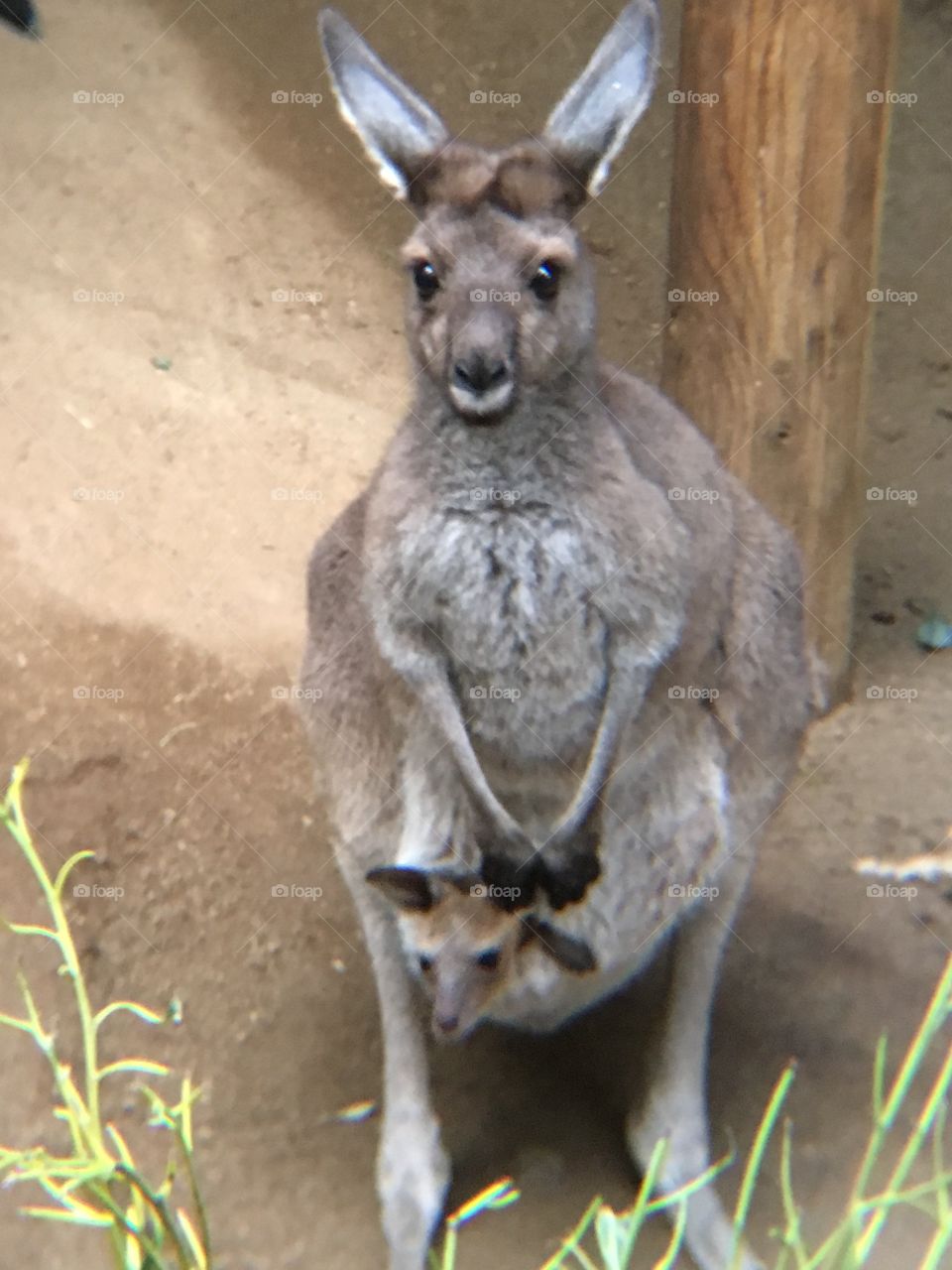 Mama and baby kangaroos 