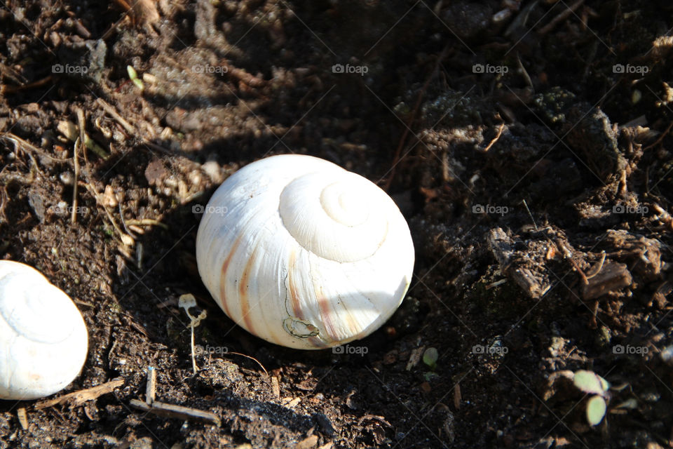 nature schnecke gehäuse by stef79