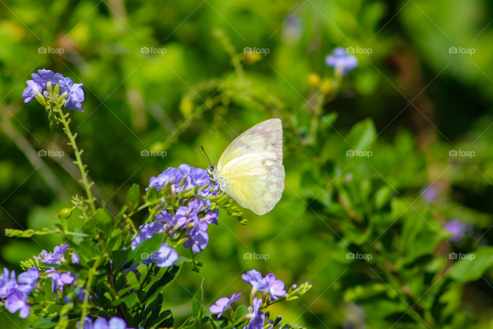 Closeup of white butterfly on a purple flower