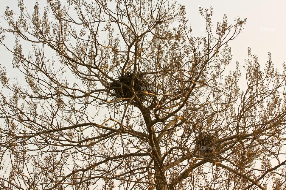 Bird's nest on the tree