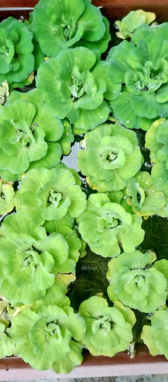 So beautiful green flower it's a water flowers it's also group in water so nice dark and light green colour look so pretty because on water drop